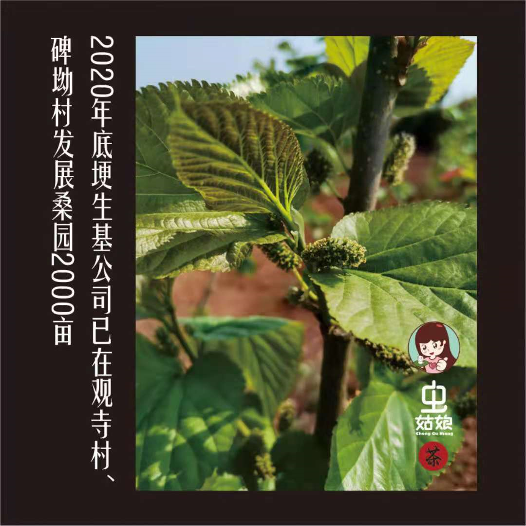 埂生基桑叶茶桑霜茶茶叶茶绿茶虫姑娘-重庆市消费帮扶馆